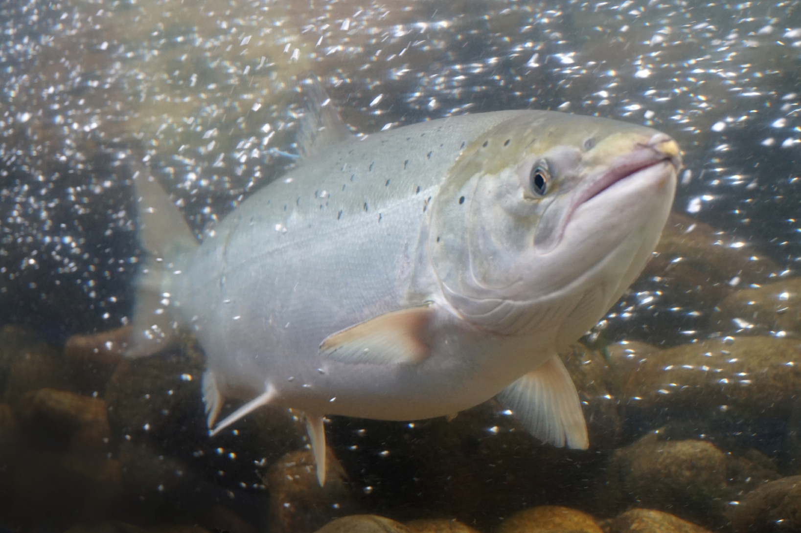 Salmon fish, Norway