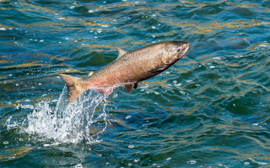 Happy Hen Salmon